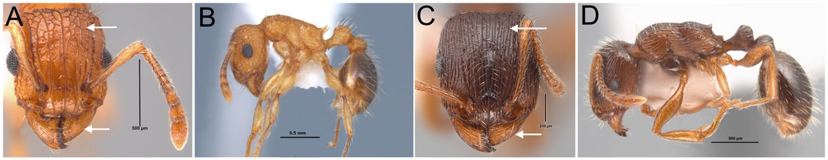 FIg 27